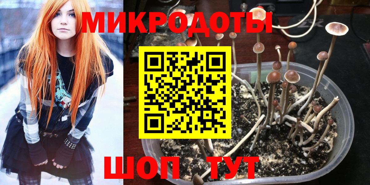 Псилоцибиновые грибы Cubensis  Подольск  купить наркотик  Псилоцибиновые грибы мицелий 